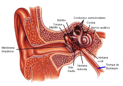 infeccionoidos1