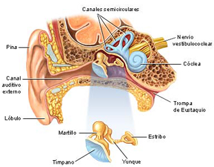 laberintitis1